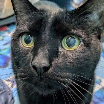 Domestic Short Hair Cats Available for Adoption in South Burlington, Vermont - Jr. | PetCurious