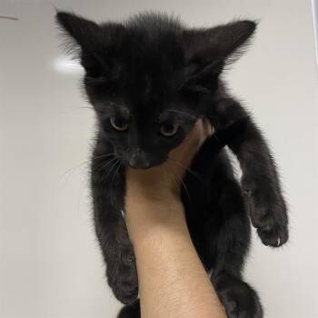 A611277 -  Domestic Short Hair Cat for Adoption in Modesto, California - A611277 | PetCurious