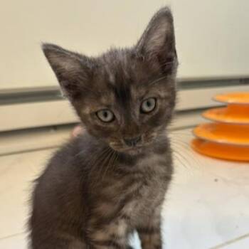 Indy Dog -  Domestic Short Hair Cat for Adoption in Richmond, Virginia - Indy Dog | PetCurious