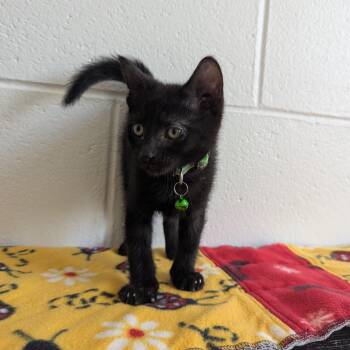 Shady -  Domestic Short Hair Cat for Adoption in Stafford, Virginia - Shady | PetCurious