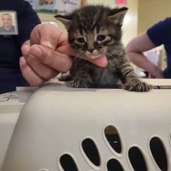 Domestic Short Hair Cats Available for Adoption - Tigger | PetCurious