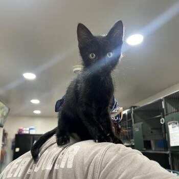 Hugh -  Domestic Short Hair Cat for Adoption in Bismarck, North Dakota - Hugh | PetCurious