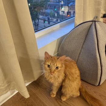 Magma -  Domestic Medium Hair Cat for Adoption in Evanston, Illinois - Magma | PetCurious