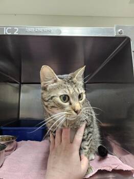 Hermes -  Domestic Short Hair Cat for Adoption in Burlington, Iowa - Hermes | PetCurious