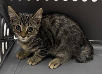 Nf27c -  Domestic Short Hair Cat for Adoption in Lawrenceville, Georgia - Nf27c | PetCurious