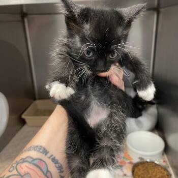Liberty -  Domestic Short Hair Cat for Adoption in Port Charlotte, Florida - Liberty | PetCurious