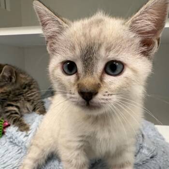 Cinnamoroll -  Domestic Medium Hair Cat for Adoption in Chilliwack, British Columbia - Cinnamoroll | PetCurious