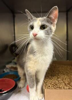 SWEETCAKES -  Domestic Short Hair Cat for Adoption in Fort Wayne, Indiana - SWEETCAKES | PetCurious
