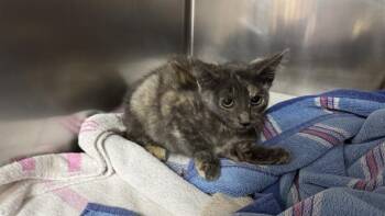 ISIS -  Domestic Short Hair Cat for Adoption in Salinas, California - ISIS | PetCurious