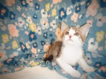 CHARLIE BROWN -  Domestic Short Hair Cat for Adoption in San Jose, California - CHARLIE BROWN | PetCurious