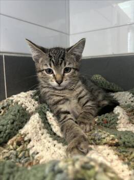 RIVER -  Domestic Short Hair Cat for Adoption in Loveland, Colorado - RIVER | PetCurious