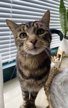 Rescue Domestic Short Hair Cats for Adoption in Maumee, Ohio - Trippie | PetCurious