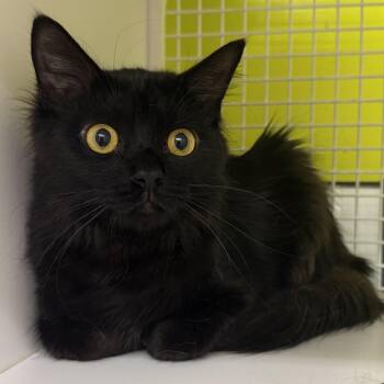 Domestic Medium Hair Cats Available for Adoption in Brentwood, California - Pooh Bear | PetCurious