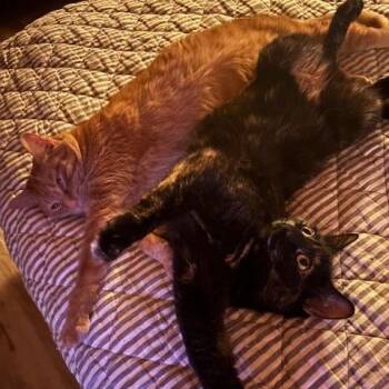 Suzi -  Domestic Short Hair Cat for Adoption in Saint Paul, Minnesota - Suzi | PetCurious