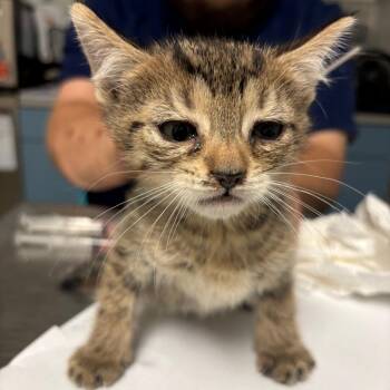 Scamper -  Domestic Short Hair Cat for Adoption in Charleston, West Virginia - Scamper | PetCurious