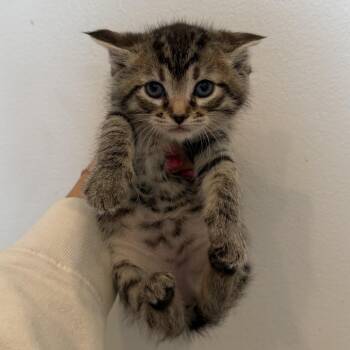 Domestic Short Hair Cats Available for Adoption - Brooklyn | PetCurious