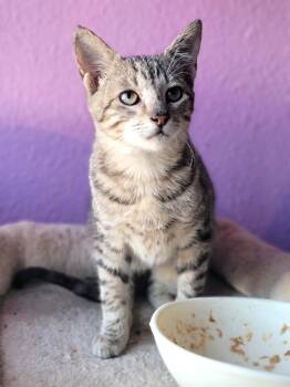 Rescue Domestic Short Hair Cats for Adoption in New Washoe City, Nevada - Eliot | PetCurious