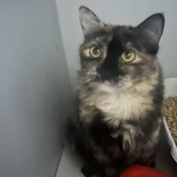 Maxine -  Domestic Long Hair Cat for Adoption in Hemet, California - Maxine | PetCurious