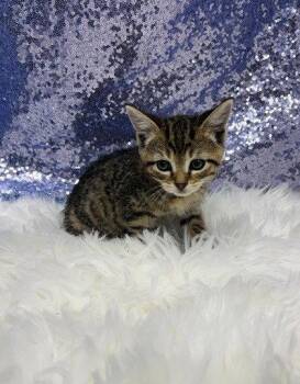 Jude -  Domestic Short Hair Cat Available for Adoption in Clarkesville, Georgia - Jude | PetCurious