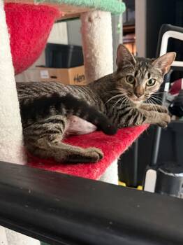 Athena -  Domestic Short Hair Cat for Adoption in New Britain, Connecticut - Athena | PetCurious
