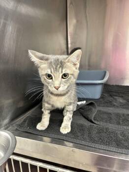 Moss -  Domestic Short Hair Cat for Adoption in Marietta, Georgia - Moss | PetCurious