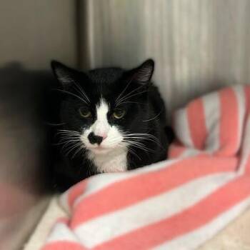 Domestic Short Hair Cats Available for Adoption in Davenport, Iowa - Heart Bandit | PetCurious