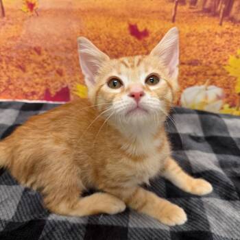 Allen -  Domestic Short Hair Cat for Adoption in Newberg, Oregon - Allen | PetCurious