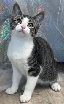 Buddy -  Domestic Short Hair Cat for Adoption in Shreveport, Louisiana - Buddy | PetCurious