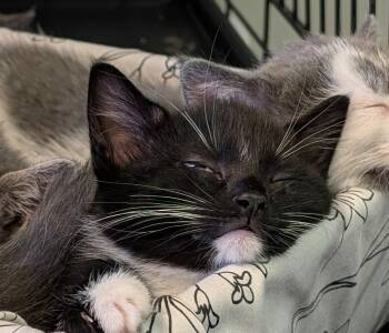 Piper -  Domestic Short Hair Cat for Adoption in Brockport, New York - Piper | PetCurious