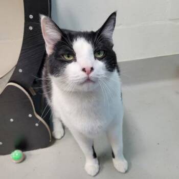 Domestic Short Hair Cats Available for Adoption in Largo, Florida - Louis | PetCurious