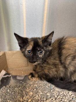 Domestic Short Hair Cats Available for Adoption - Marble | PetCurious