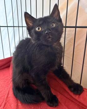 Domestic Short Hair Cats Available for Adoption in Novato, California - Raya | PetCurious