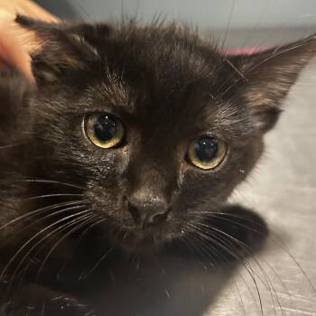 Shark -  Domestic Short Hair Cat for Adoption in Chattanooga, Tennessee - Shark | PetCurious
