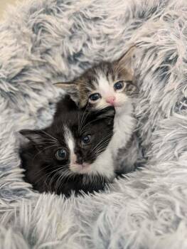Cheesecake -  Domestic Short Hair Cat for Adoption in Metamora, Illinois - Cheesecake | PetCurious