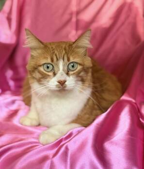 LOLA -  Maine Coon Cat for Adoption in Rowland Heights, California - LOLA | PetCurious