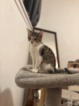 McNugget -  Domestic Short Hair Cat for Adoption in Millcreek, Utah - McNugget | PetCurious