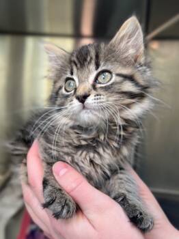 Rescue Domestic Long Hair Cats for Adoption in Menomonie, Wisconsin - Demure | PetCurious