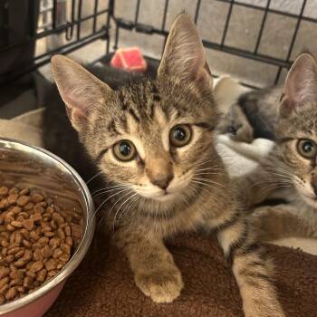 Amazon -  Domestic Short Hair Cat for Adoption in South Elgin, Illinois - Amazon | PetCurious