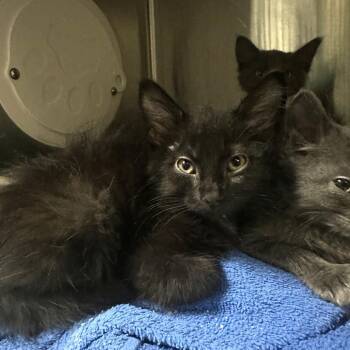 Zuko -  Domestic Short Hair Cat for Adoption in Pasadena, California - Zuko | PetCurious