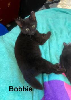 Rescue American Shorthair Cats for Adoption in Massillon, Ohio - Bobbie | PetCurious