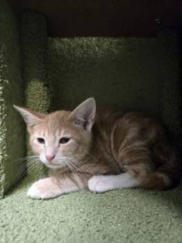 Sputnik 297-26 -  Domestic Short Hair Cat for Adoption in Cumming, Georgia - Sputnik 297-26 | PetCurious