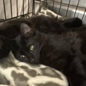 Moriarty -  Domestic Medium Hair Cat for Adoption in Evansville, Indiana - Moriarty | PetCurious