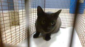 DIPPER -  Domestic Short Hair Cat for Adoption in Doral, Florida - DIPPER | PetCurious