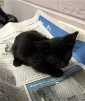 DOPEY -  Domestic Medium Hair Cat for Adoption in Jacksonville, Florida - DOPEY | PetCurious