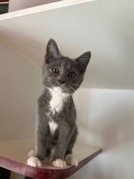 Rescue Domestic Short Hair Cats for Adoption in Cumming, Georgia - Blue Ivy | PetCurious