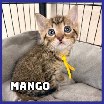 Mango -  Domestic Short Hair Cat for Adoption in Glenwood, Minnesota - Mango | PetCurious