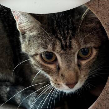 Scarlett -  Domestic Short Hair Cat for Adoption in Lakewood, Colorado - Scarlett | PetCurious