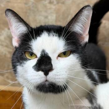 Domestic Short Hair Cats Available for Adoption in Woodbury, New Jersey - Sheldon | PetCurious