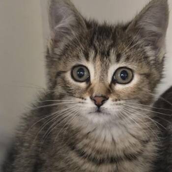 Saturday -  Domestic Short Hair Cat for Adoption in Voorhees Township, New Jersey - Saturday | PetCurious