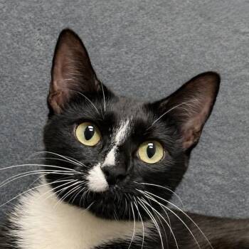 Snowcap -  Domestic Short Hair Cat for Adoption in Brenham, Texas - Snowcap | PetCurious